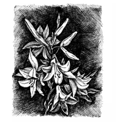 Lilies of the valley flower Royalty Free Vector Image