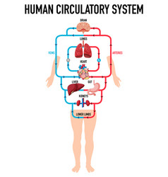 Organs of the human body diagram Royalty Free Vector Image