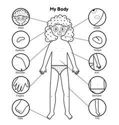 How many worksheet with body parts for kids write Vector Image