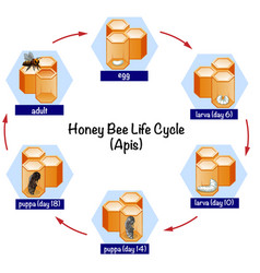 Diagram showing life cycle honey bee apis Vector Image