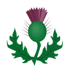 Thistle symbol of scotland Royalty Free Vector Image