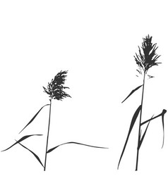 tall grass silhouette grass african silhouette of reed bush vector tall grass vector images over 350 tall grass silhouette grass african silhouette of reed bush vector tall grass vector images over 350