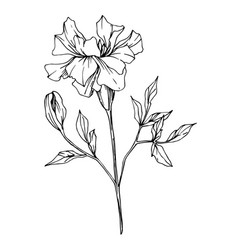 Black And White Marigold Isolated Vector Images 76