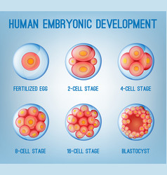 Embryo Development Image Royalty Free Vector Image