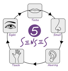 Five senses icons feelings of Royalty Free Vector Image