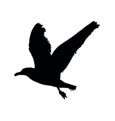 Seagull flying silhouette isolated on white Vector Image