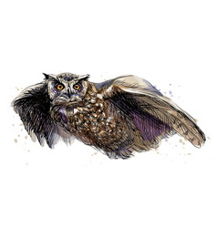 Long-eared Owl Royalty Free Vector Image - Vectorstock