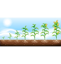 Fresh corn with roots underground Royalty Free Vector Image