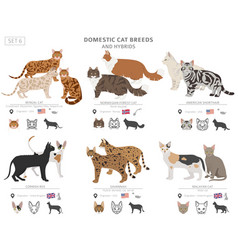 Wild cat type cats ocelot crossbreeds stripped Vector Image