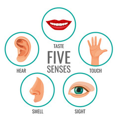 My five senses educational poster for kids sight Vector Image