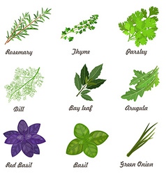 Collection of herbs and spices for you design Vector Image