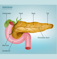 Pancreas image Royalty Free Vector Image - VectorStock