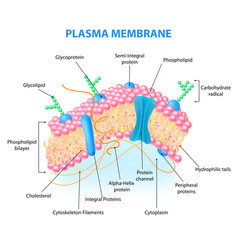 Cell anatomy set Royalty Free Vector Image - VectorStock