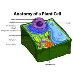 Plant cell anatomy Royalty Free Vector Image - VectorStock