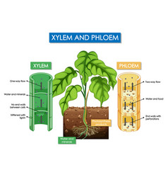 Diagram showing stem structure a plant Royalty Free Vector