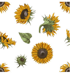 Hand drawn sunflower Royalty Free Vector Image