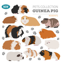 Guinea pig breeds icon set flat style isolated on Vector Image