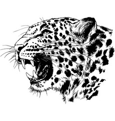 Snow leopard head Royalty Free Vector Image - VectorStock