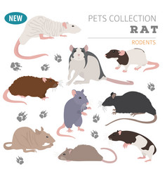 Rat breeds icon set flat style isolated on white Vector Image