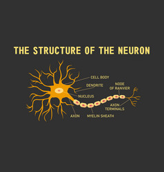 Typical human neuron Royalty Free Vector Image