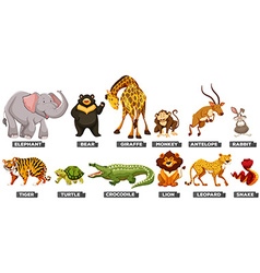 Wild animals in many types Royalty Free Vector Image