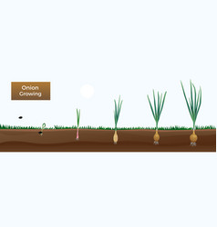 Onion plant growing stages from sets to ripe Vector Image