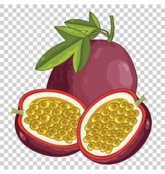 Passion fruit isolated Royalty Free Vector Image