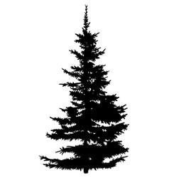 Pine tree black silhouette Royalty Free Vector Image