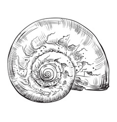 Hand drawing seashells set 1 Royalty Free Vector Image