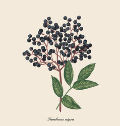 Colored tree Royalty Free Vector Image - VectorStock