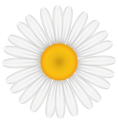 Chamomile Royalty Free Vector Image - VectorStock