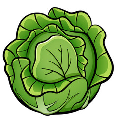 Cabbage Vector Images (over 25,000)