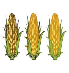 Corncobs with yellow corns and green leaves Vector Image