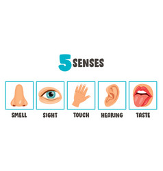 Five senses concept with human organs Royalty Free Vector