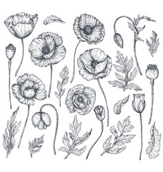 Poppy Flowers Royalty Free Vector Image - VectorStock