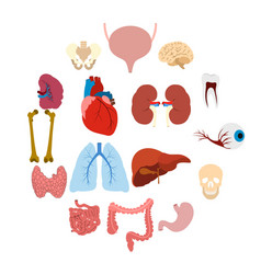 Internal human organs icons set flat style Vector Image