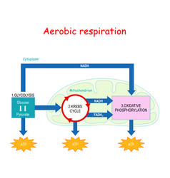 Cellular Respiration Vector Images (36)