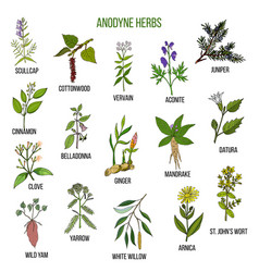 Anti-inflammatory herbs hand drawn set of Vector Image