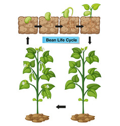 Diagram showing moss life cycle Royalty Free Vector Image