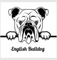 english bulldog - peeking dogs breed face head vector image