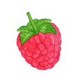 raspberry vector image