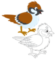 sparrow vector image