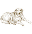 engraving of labrador vector image