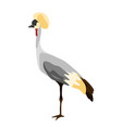 gray crowned crane isolated vector image