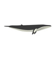 balaenoptera acutorostrata - common minke whale vector image vector image