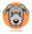 portrait of irish wolfhound vector image