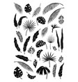 silhouette palm leaves black jungle plants vector image vector image