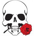 skull and rose vector image