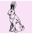 hare vector image