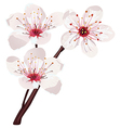 cherry blossom vector image